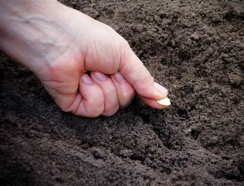 Cukinijų sėjimas lauke: geriausi būdai ir patarimai