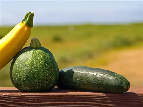 Courgette siektes plae