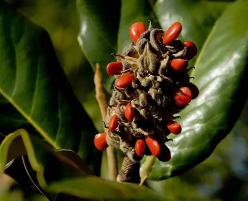 Menanam magnolia daripada biji: arahan langkah demi langkah