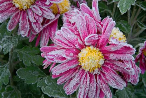 Chrysanthèmes rustiques : variétés, soins & protection hivernale