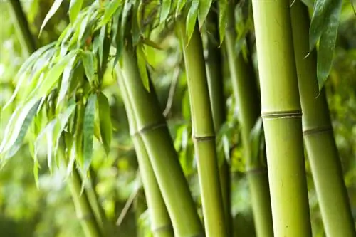 Watering bamboo