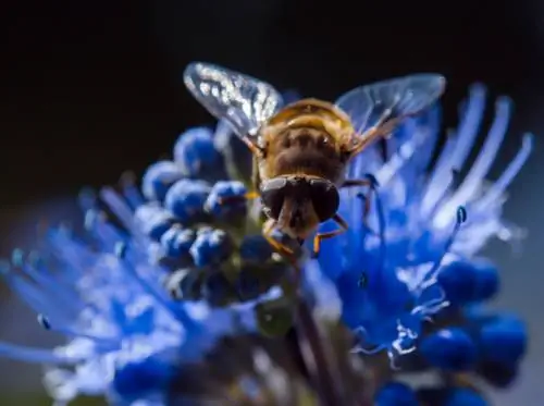 Bulaklak ng balbas: mga uri, kulay, at mga tip sa pangangalaga para sa iyong hardin