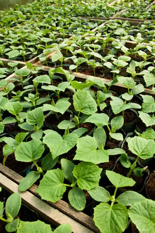 Verkies courgette