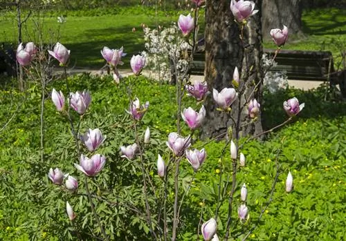 Magnoliowy żywopłot