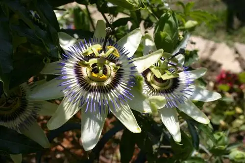 Passiflora yeri