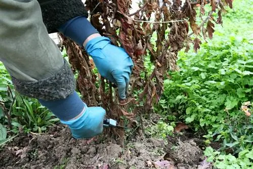 Skär krysantemum: Hur och när för fler blommor?