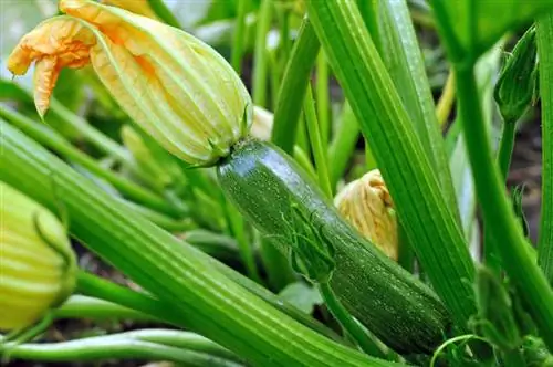 Courgette verzorging