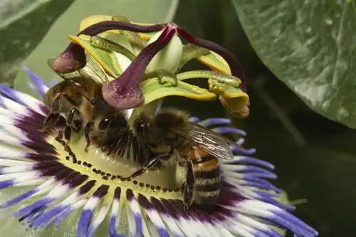 Passiflora sorg