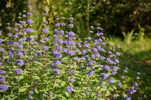 Vị trí Caryopteris