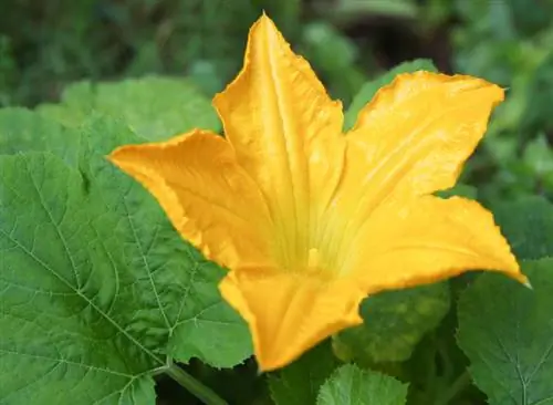 Courgette bloemen