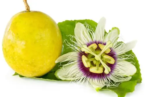 Skär passiflora