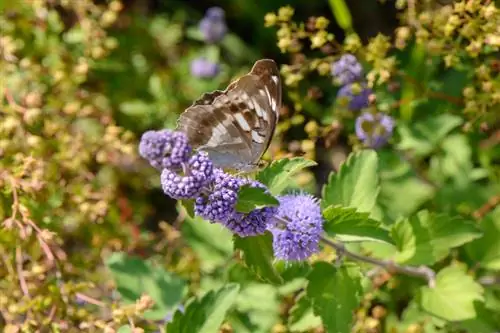 Уход за Caryopteris