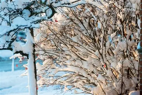 De baardbloem winterklaar maken: zo bescherm je je struik