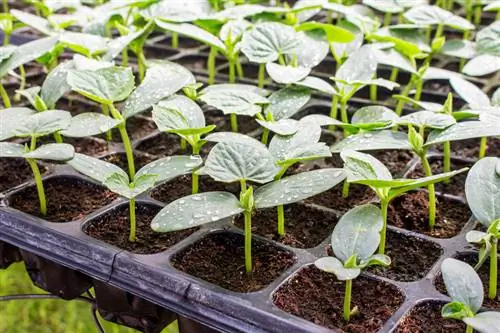 Réussir à semer des concombres : voici comment cela fonctionne dans votre propre jardin