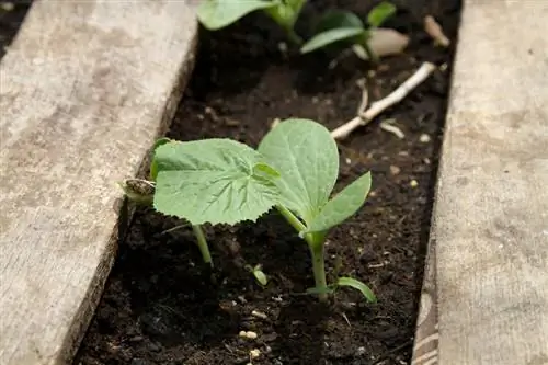 Semina delle zucchine