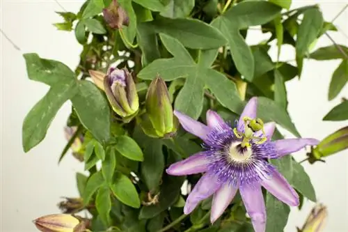 Passionflower nyob rau lub caij ntuj no: cov lus qhia rau kev saib xyuas thiab lub caij ntuj no