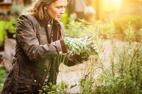 Beard flower pruning