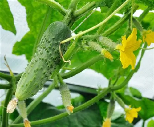 Greenhouse cucumbers