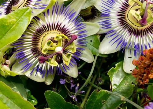 Pupuk passionflower: Seberapa sering dan dengan pupuk apa?