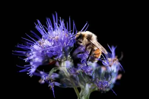 Beard flower with bee