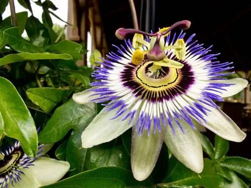 Asul na passiflora