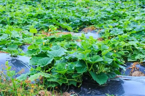 Fertilize cucumbers