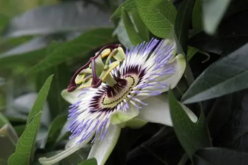 Passionflower on the balcony: care and hardy species