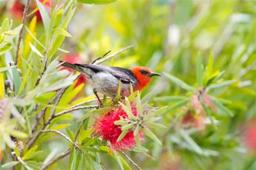 ¿Es venenoso el limpiador de cilindros? Datos interesantes sobre la planta ornamental