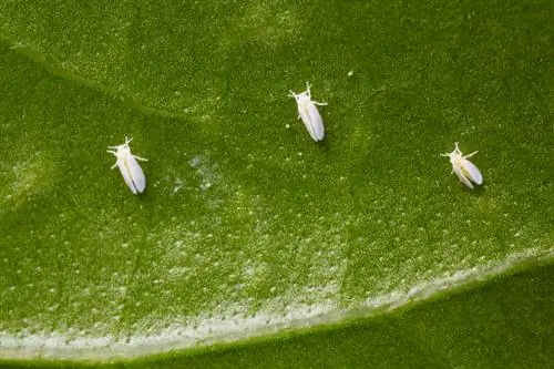 Enfermedades y plagas del pepino.