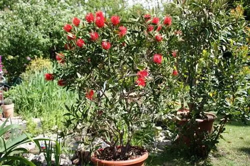 Limpiadores de cilindros de hibernación: Cómo proteger tu planta