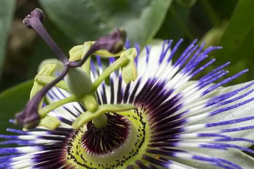 Passiflora blom