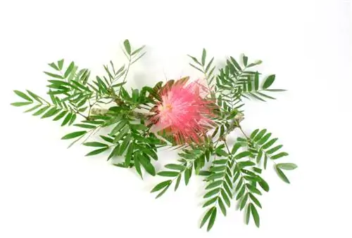 Callistemon yayılımı