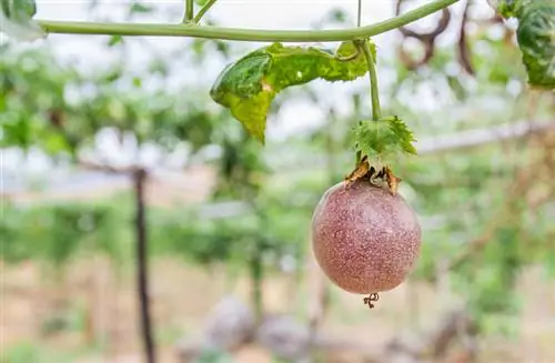 Passiflora voće