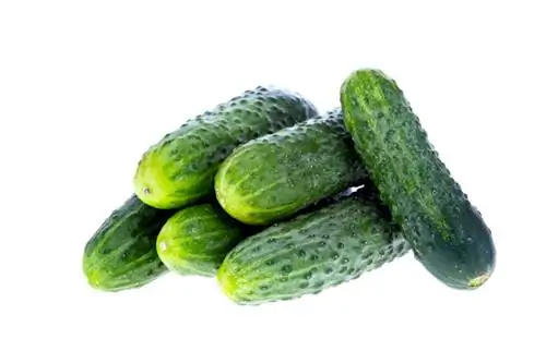 Growing cucumbers successfully – you know how