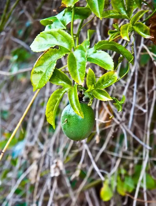 Passionflower Care: ቢጫ ቅጠሎችን እንዴት ማስተካከል ይቻላል