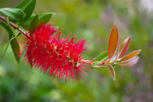 Callistemon Laevis күтімі: сау өсімдікке арналған кеңестер