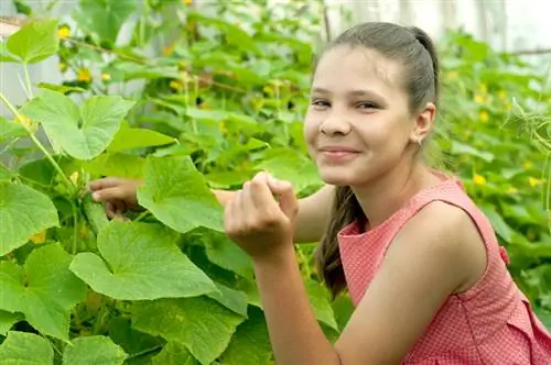 Je eigen komkommers kweken: hoe je dat in je eigen tuin doet