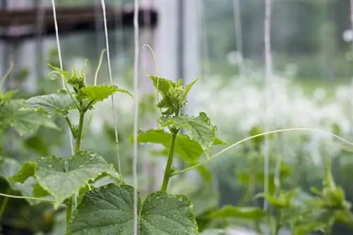 Cucumber climbing aid