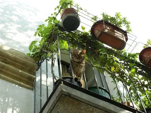 Is passiebloem giftig voor katten? Belangrijke informatie