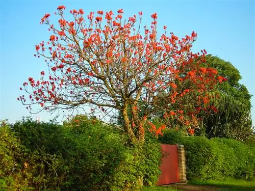 Árbol Callistemon: una joya para tu jardín