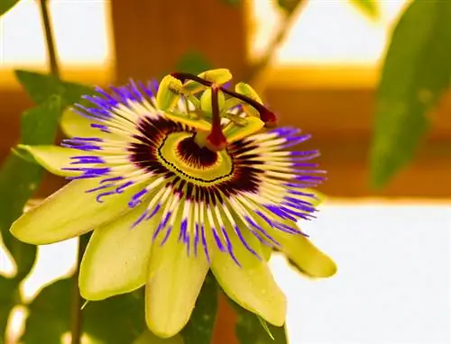 Passionflower: Je, ni sumu au haina madhara? Kila kitu kuhusu athari zao