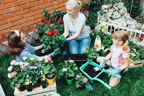 Gvazdikų sodinimas: geriausi patarimai gėlių jūrai