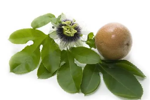 Passiflora comestible