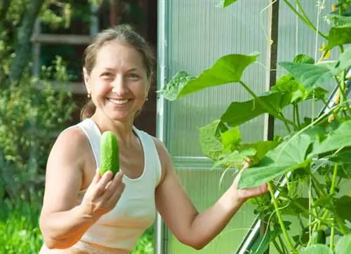 Planter des concombres sur le balcon