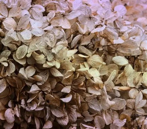 Withered hydrangeas: How to promote flower formation