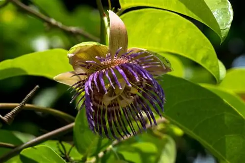 Ασθένειες Passiflora