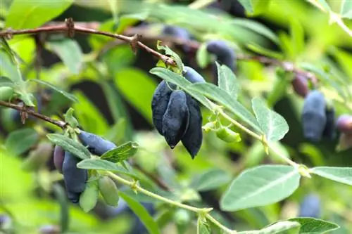 Frutas de madressilva são venenosas