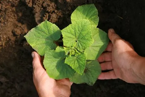 Cucumbers in the garden