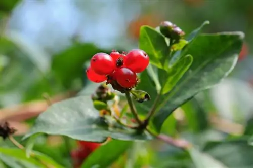 Honeysuckle nyekundu yenye sumu