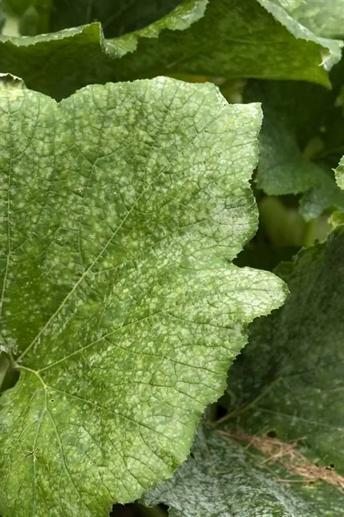 Cucumber mildew